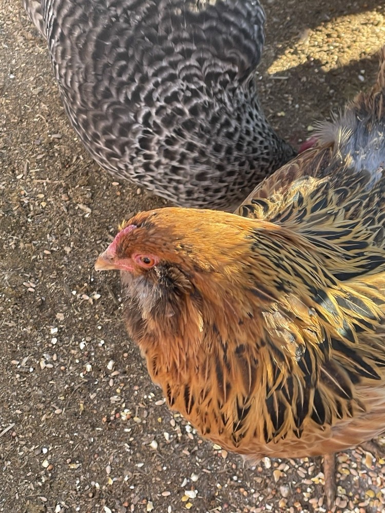 12+ Barnyard hatching eggs