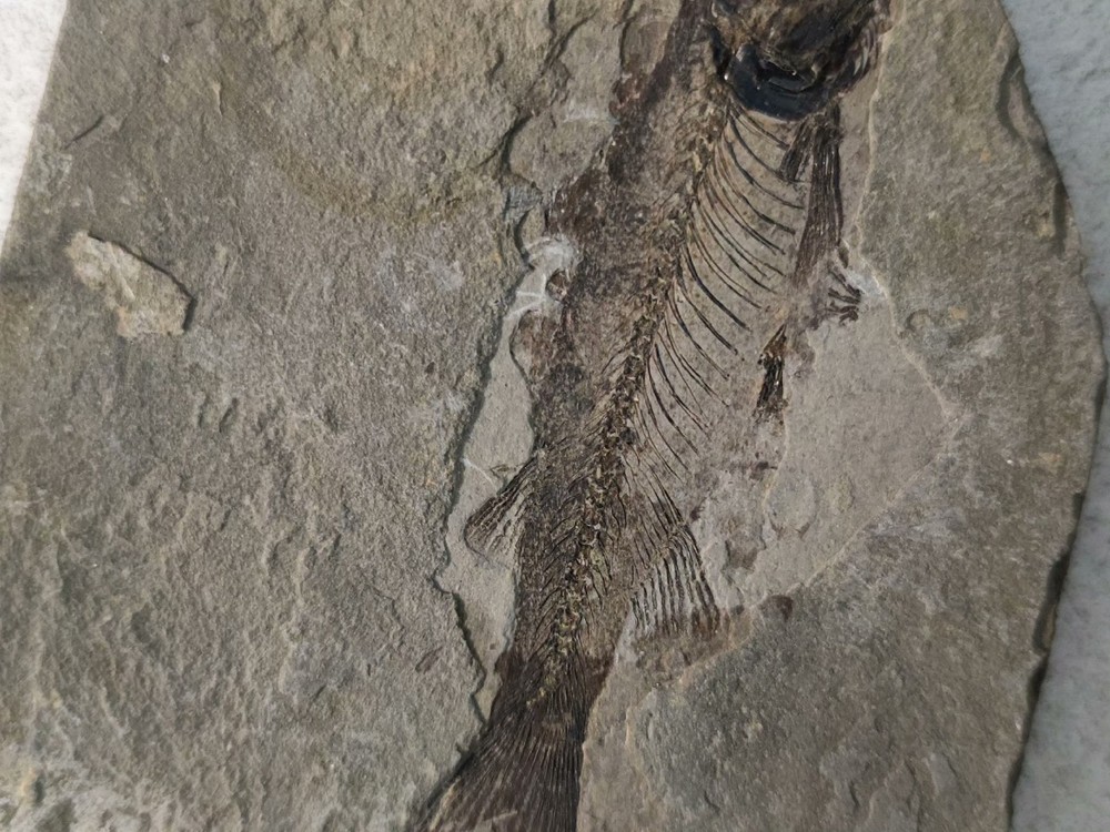 Authentic and Unique Paleontological Fishification Stone C02