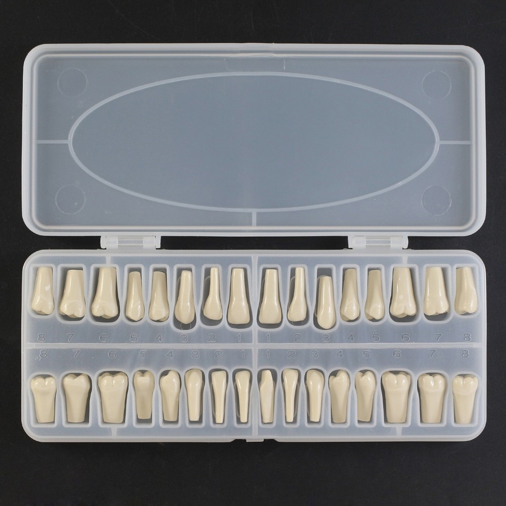 Columbia Dentoform Dental Typodont Model 32pcs Removable Teeth Soft Gingiva Pole