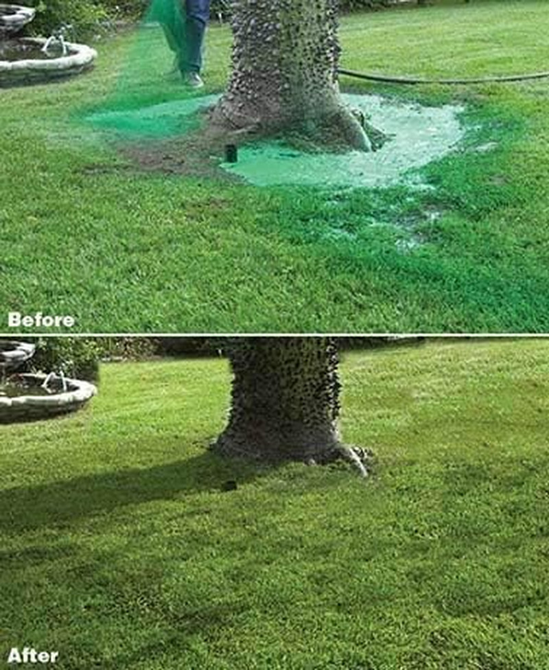 Liquid Lawn Kit with Spray N' Stay Technology (High Performance Grass Blend)
