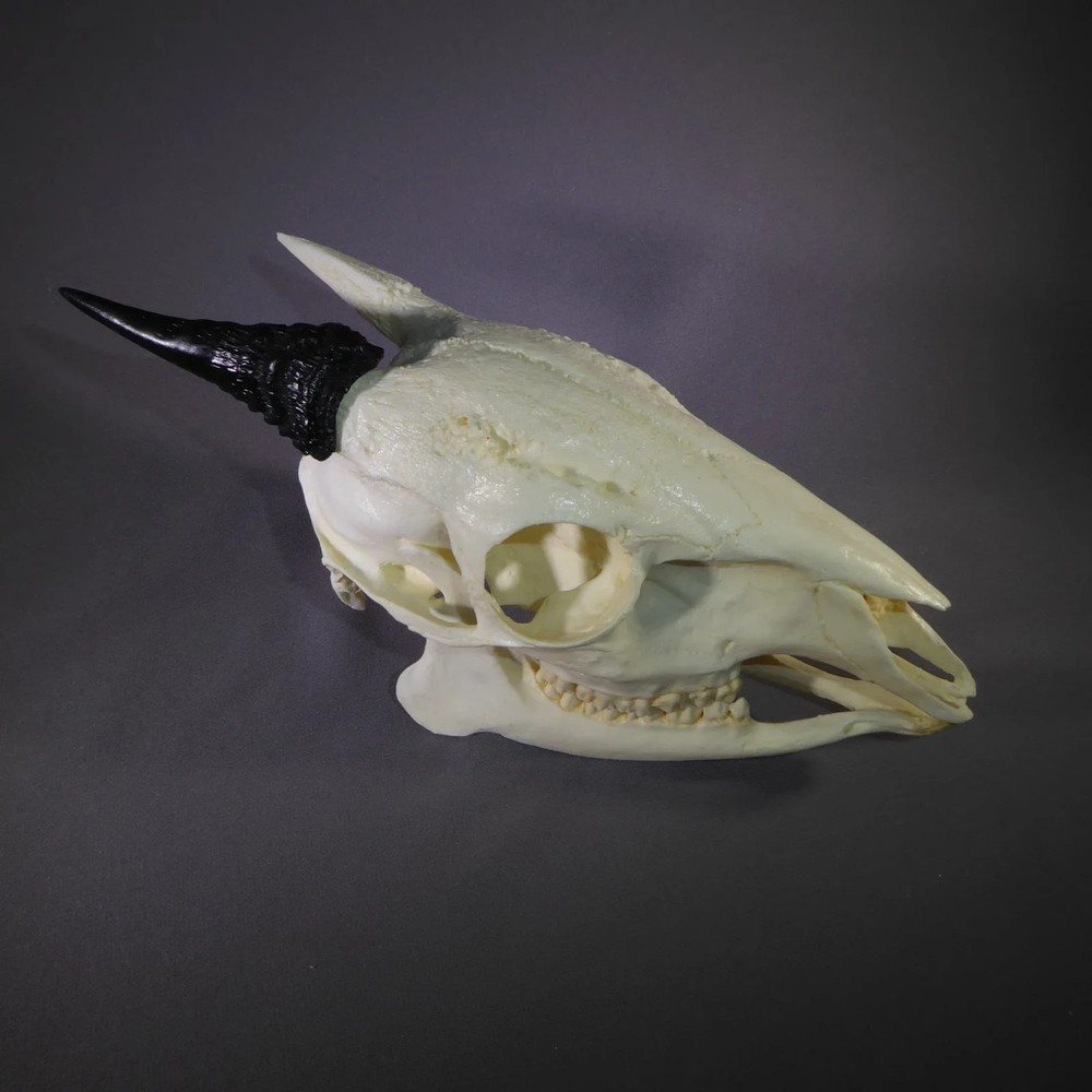 RED FOREST DUIKER SKULL REPLICA