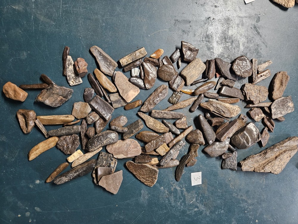 Prehistoric Fossilized Bone