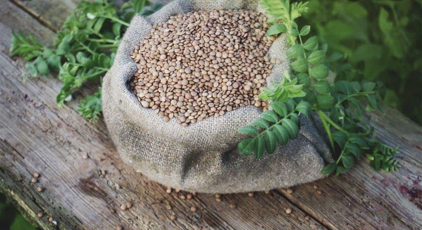 Organic Lentils Seeds (100 seeds)