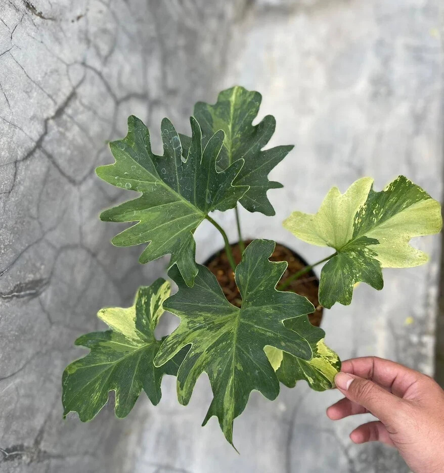 Philodendron Java Beauty Variegated Rare Uniqe Plant
