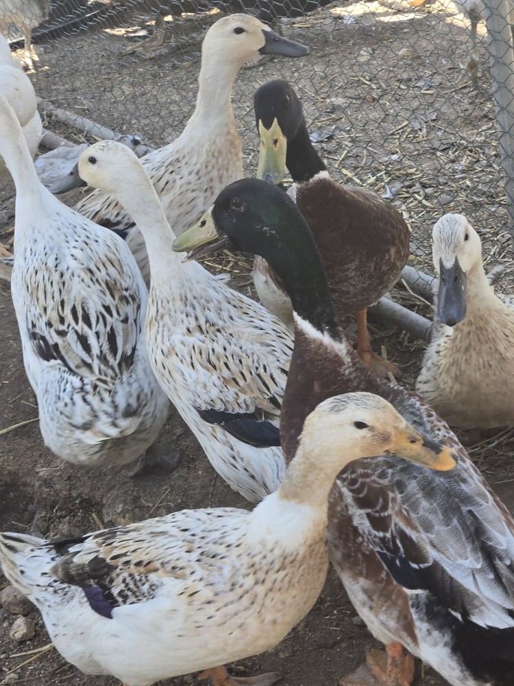 8 Welsh Harlequin  Duck fertile hatching eggs