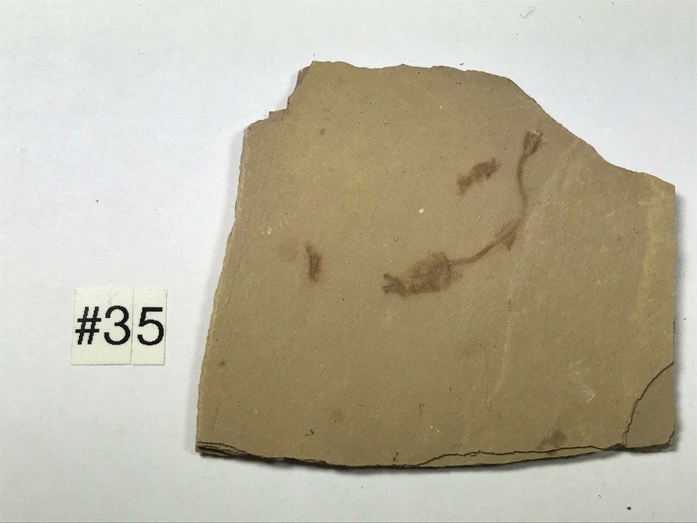 FOSSIL FISH GLOSSANODON