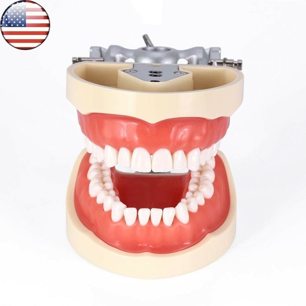 US Columbia Dentoform Dental Typodont Model 32pcs Removable Teeth Soft Gingiva