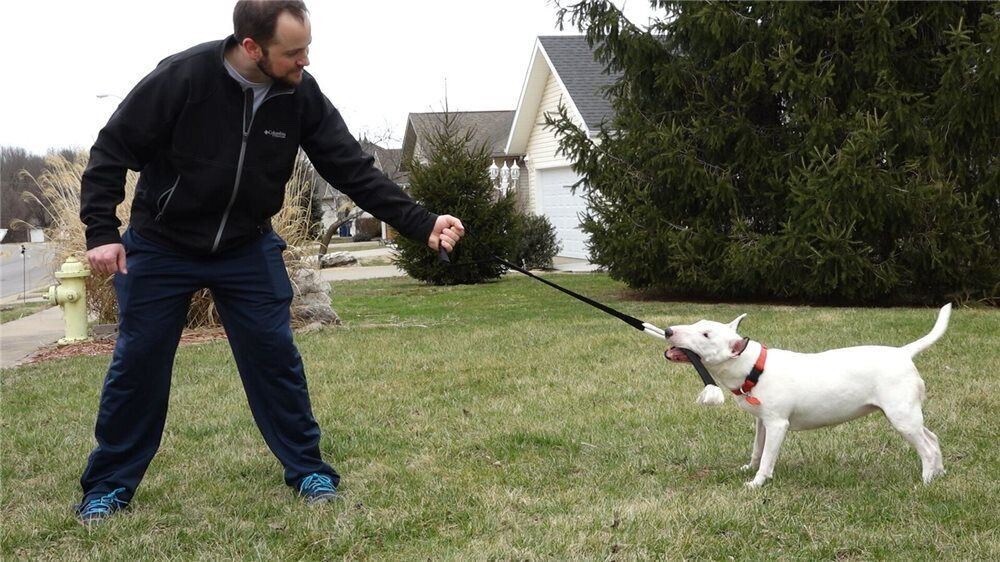 Tether Tug Easy Tug Interactive Handheld Dog Pull Toy Easy Flex Cord Tug-Of-War