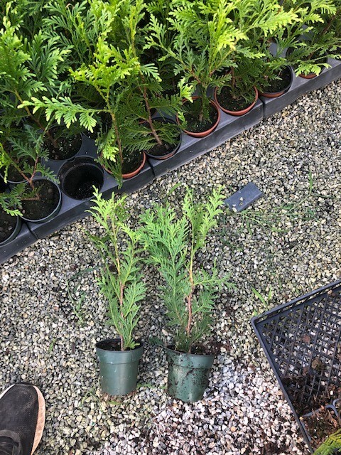 100-Thuja Green Giant Liners