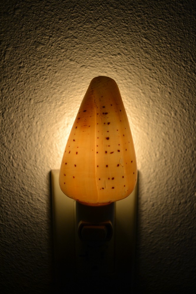 SPOTTED CONUS SEA SHELL NAUTICAL HOME DECOR KITCHEN BEDROOM NIGHTLIGHT