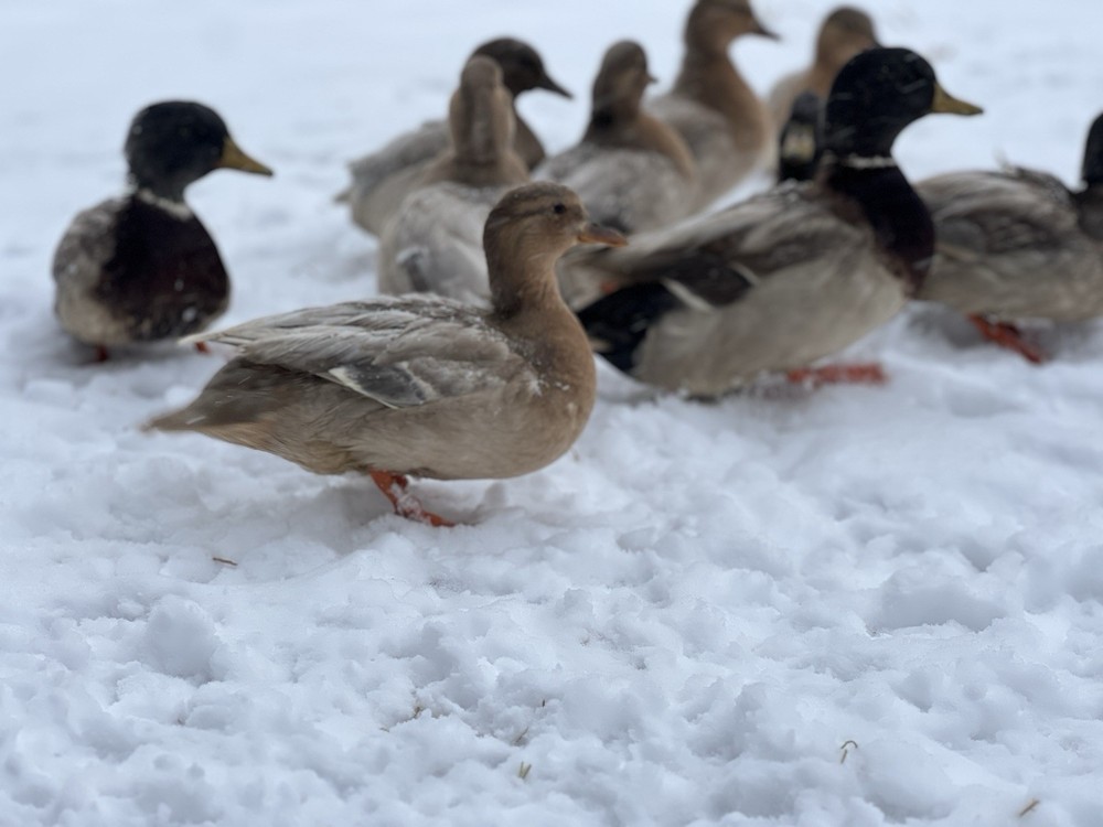 Call Duck Hatching Eggs 10