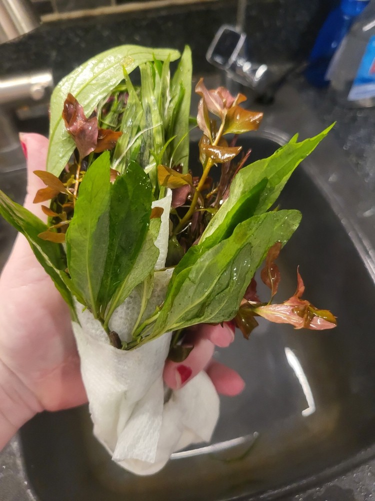 Aquatic Plant Pack 10 Varaties