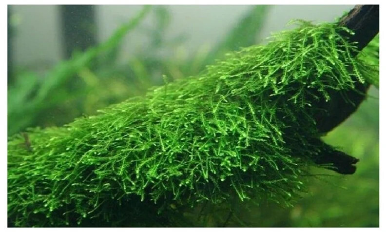 Java Moss / Christmas Moss (20 grams or .70 oz)