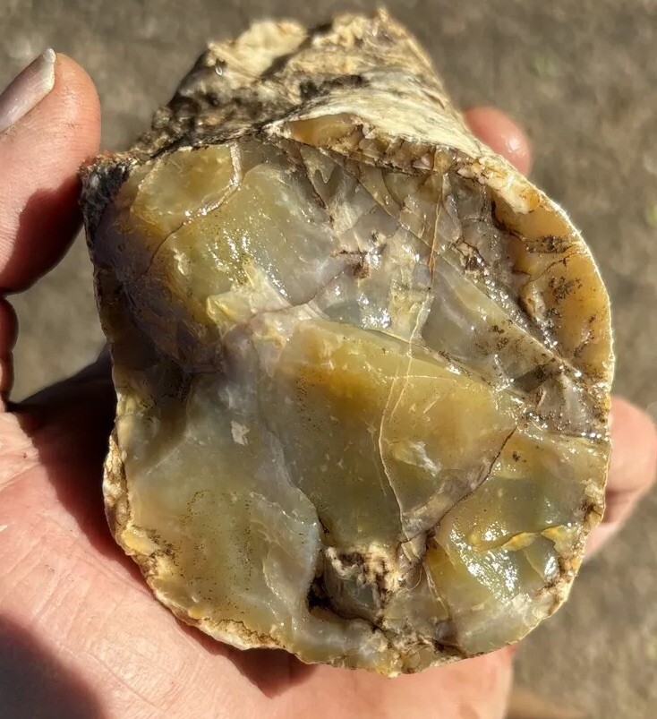 Silver Creek Junction Petrified Wood