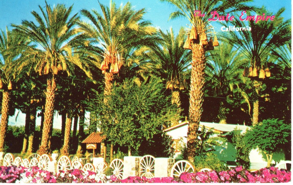 COACHELLA VALLEY DATE GROVE, INDIO, CA - PC6233
