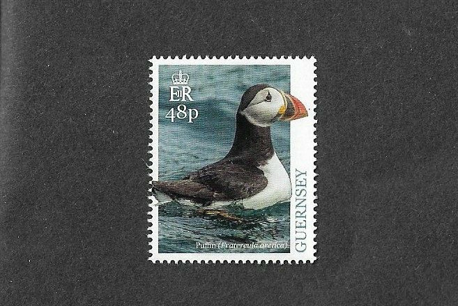 Puffin  Guernsey-Native Bird -2019
