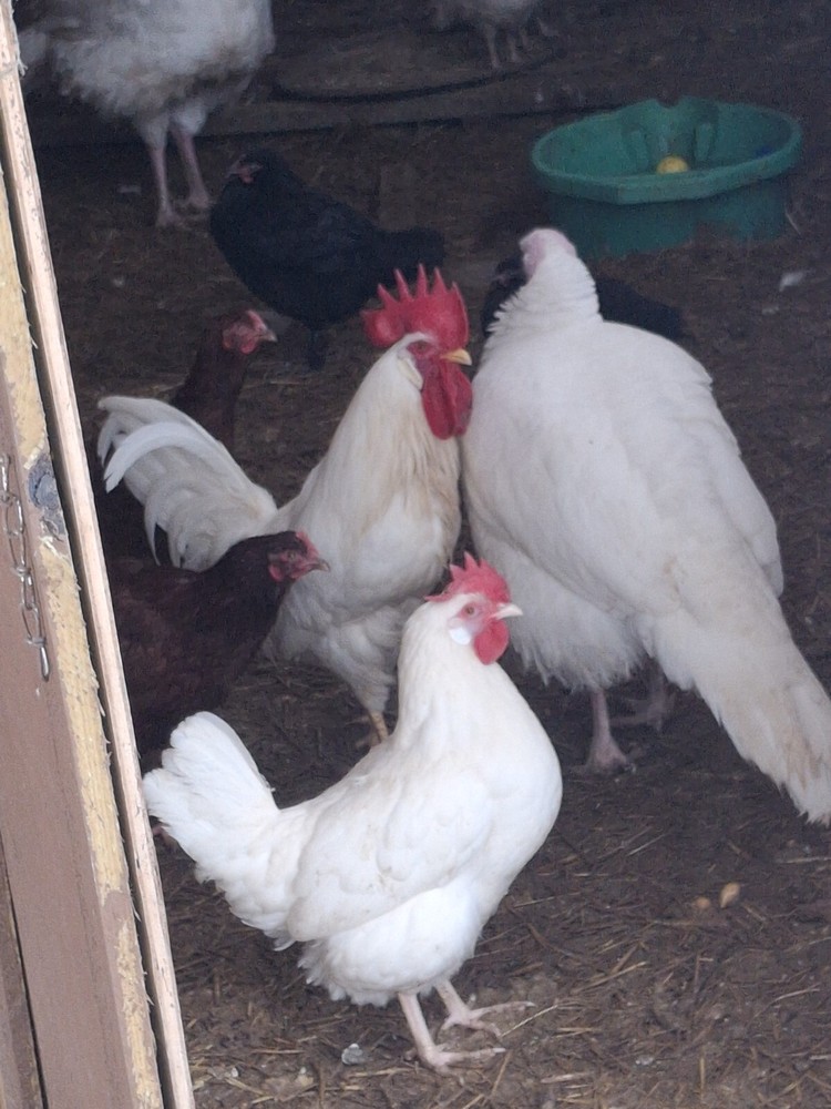 1 Dozen White Leghorns - Hatching Eggs