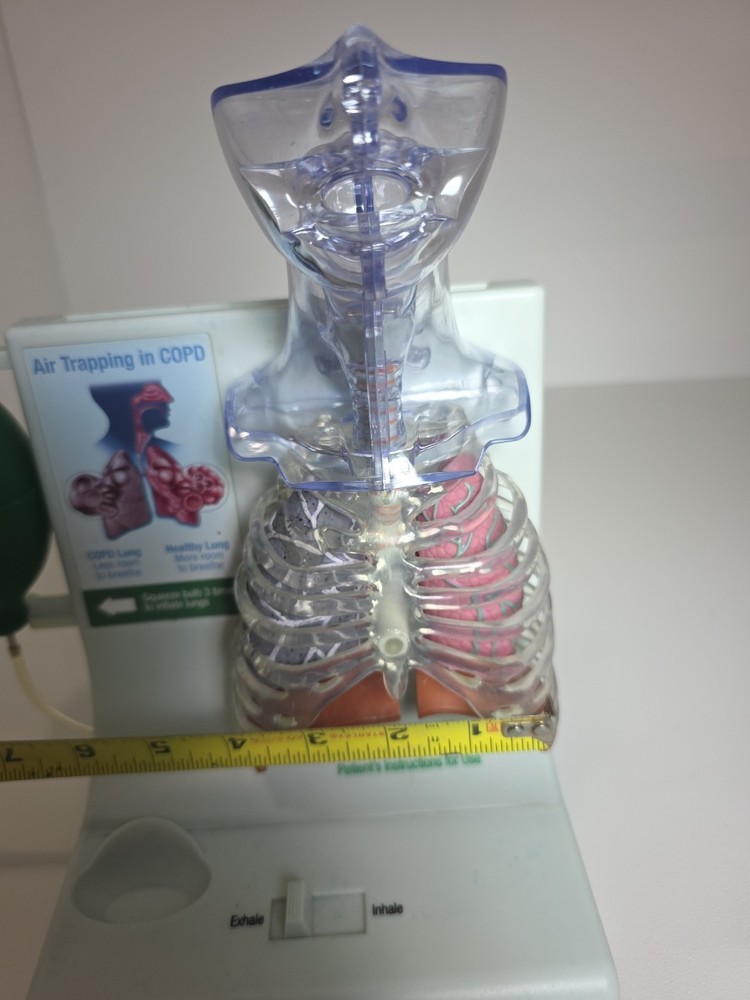 Vintage Pfizer Lung Display Model - Interactive Pump-expanding Lungs Works