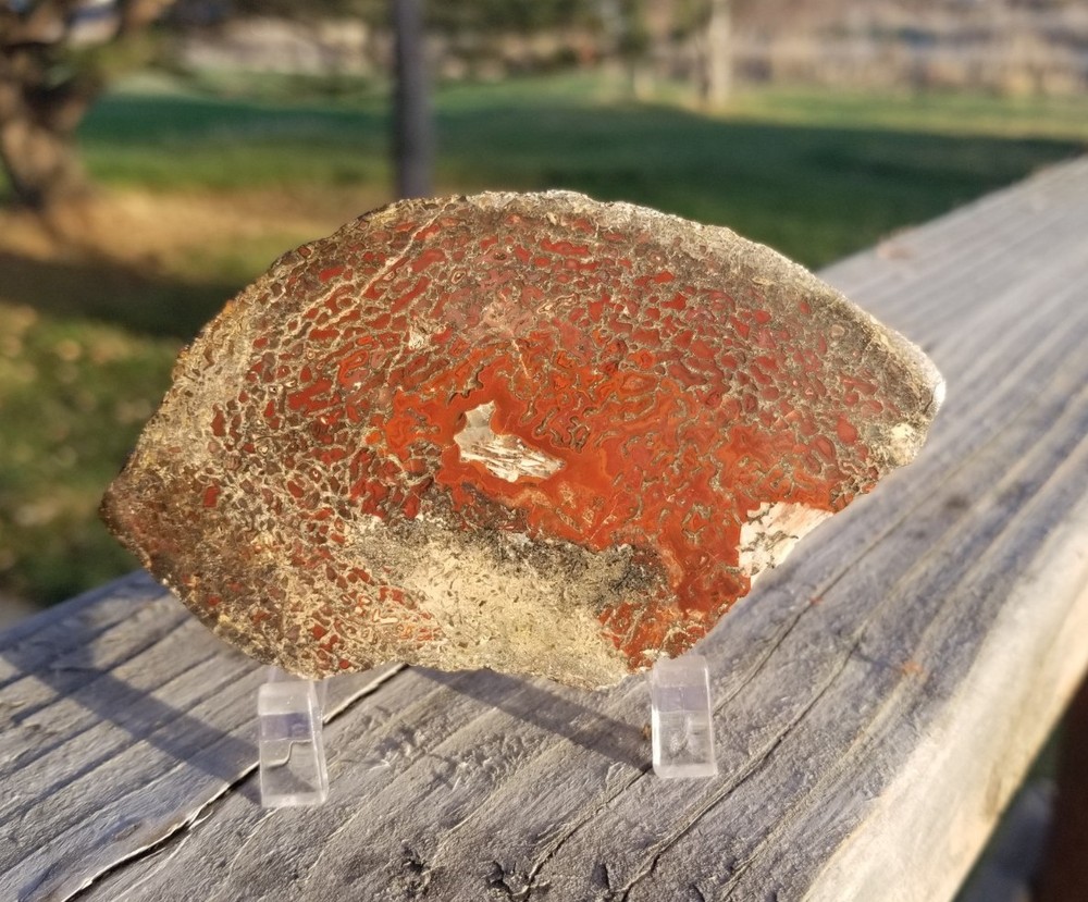 Great Red Deep Cell Agatized Dinosaur Gem Bone Polished Slab Specimen Display