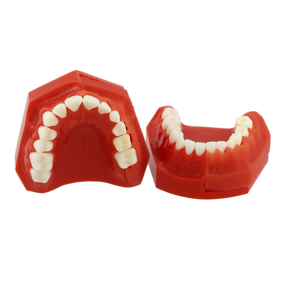 Dental Teeth Permanent Tooth Alternate Demonstration Study Teaching Model 4006#