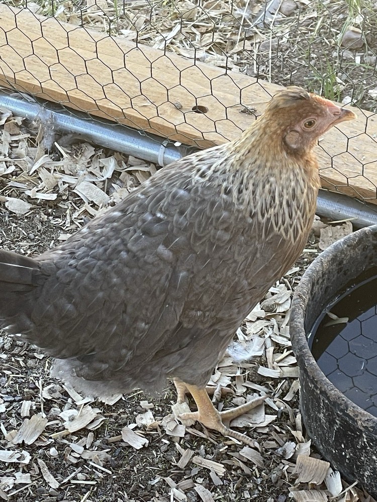 12+ Barnyard hatching eggs