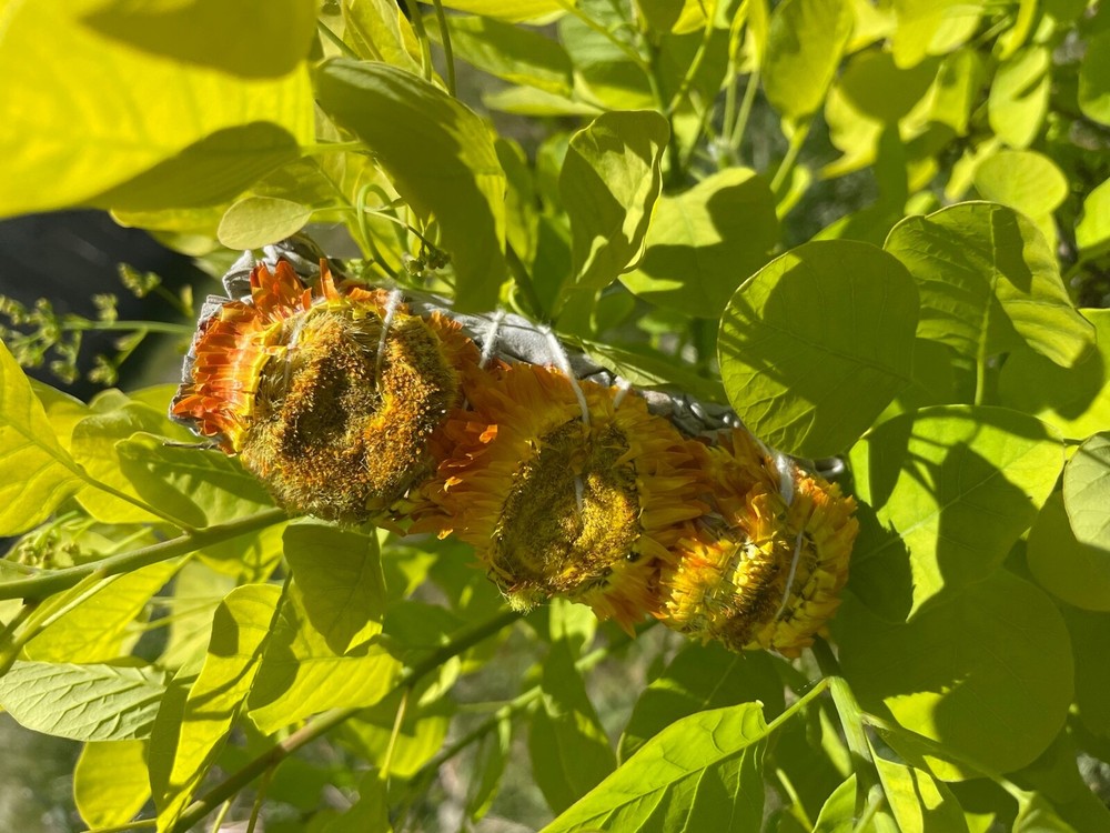 Yellow Sunflower Sage
