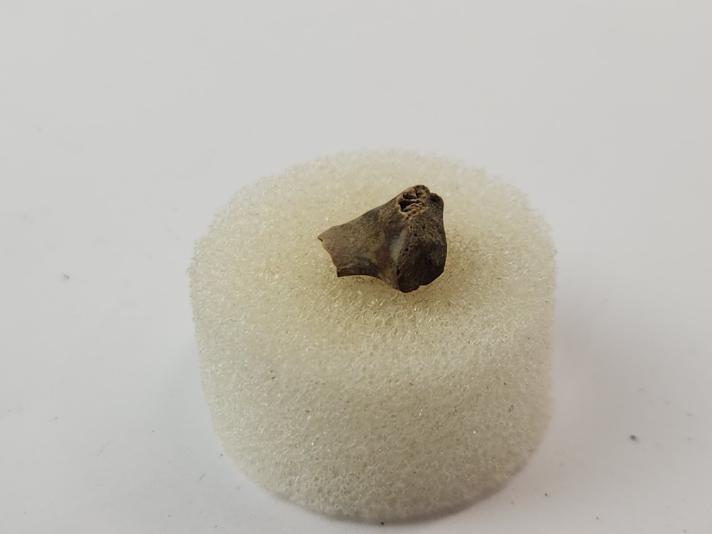 Turtle Bone Fossil - Hell Creek Fm. - Wibaux Co., MT - 1 Per Purchase