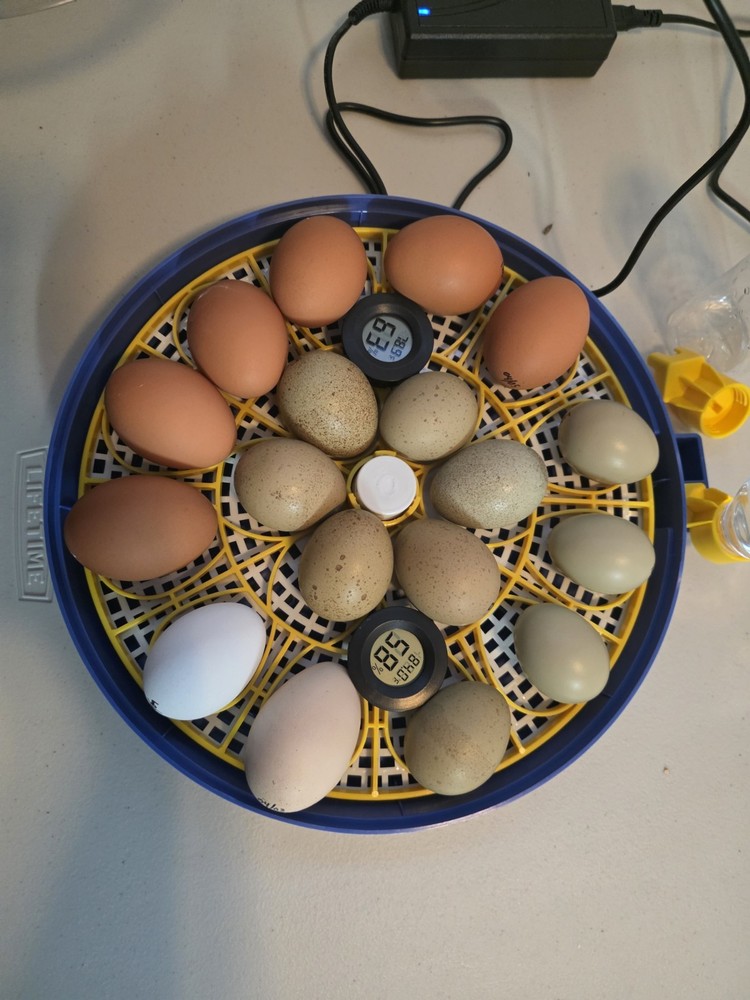 Hatching Eggs Barnyard Mix  12+ eggs - NPIP Certified PT/AI Clean Flock