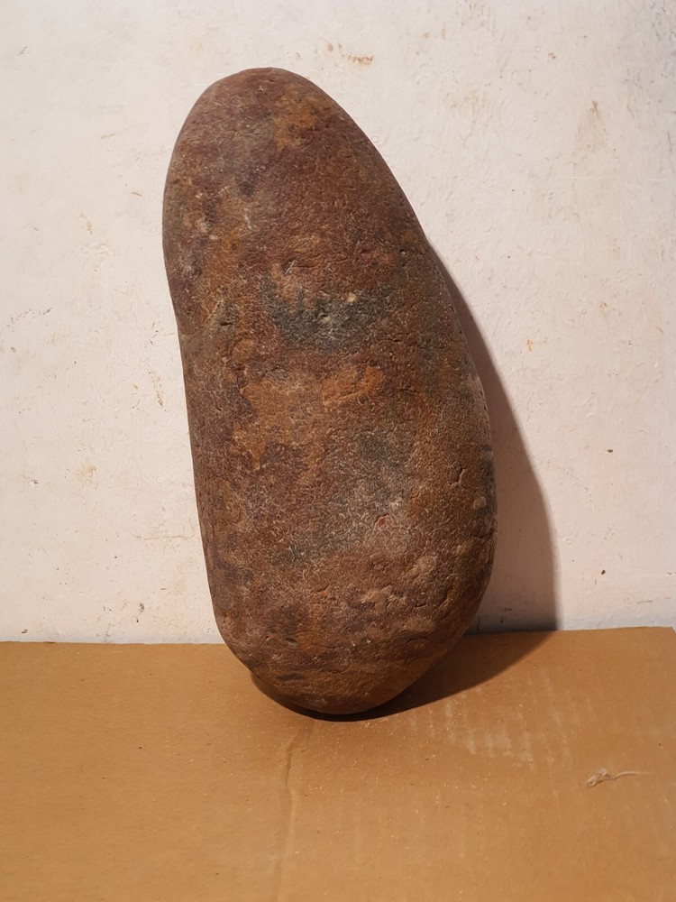 Fossil Macroolithus yaotunensis dinosaur egg fossil specimen