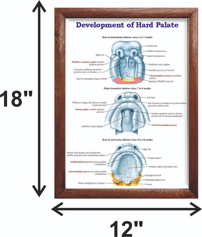 Development of Hard Palate Chart 12x18 inches