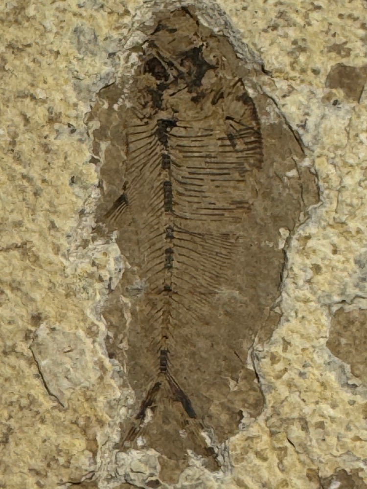 FOSSIL FISH SINGLE PLATE #4