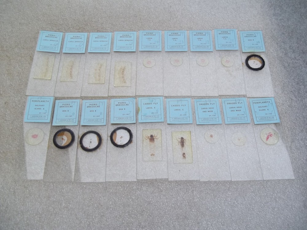 Vintage Glass Microscope Slides -