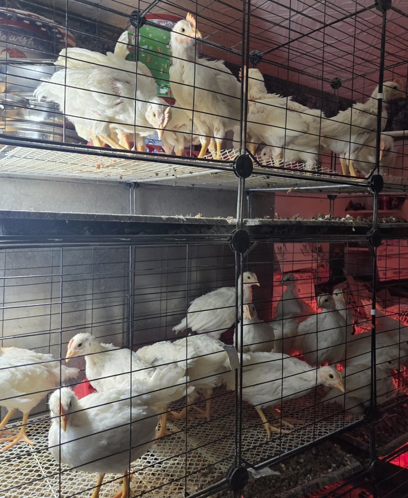 6+ Purebred White Leghorn Chicken Hatching Eggs