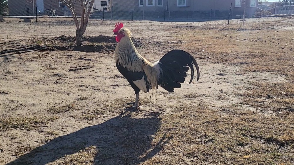 12 Pure Flarry Eye Hatching Eggs NPIP CERTIFIED