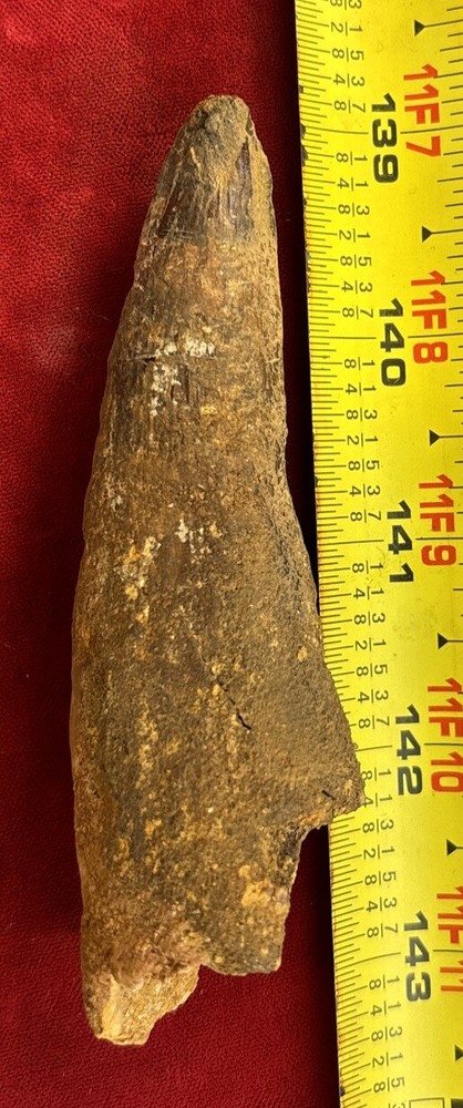 Authentic 4” Spinosaurus Tooth Fossil