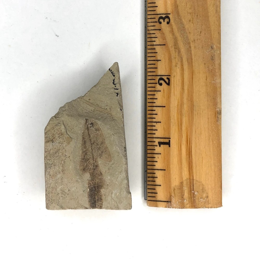 Leaf Fossil - Green River Fm. - WY - Eocene