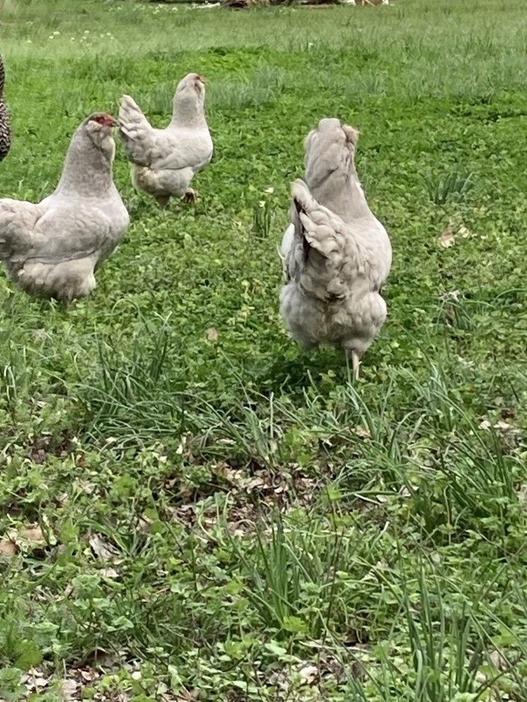 12 Lavender Ameraucana Hatching Eggs