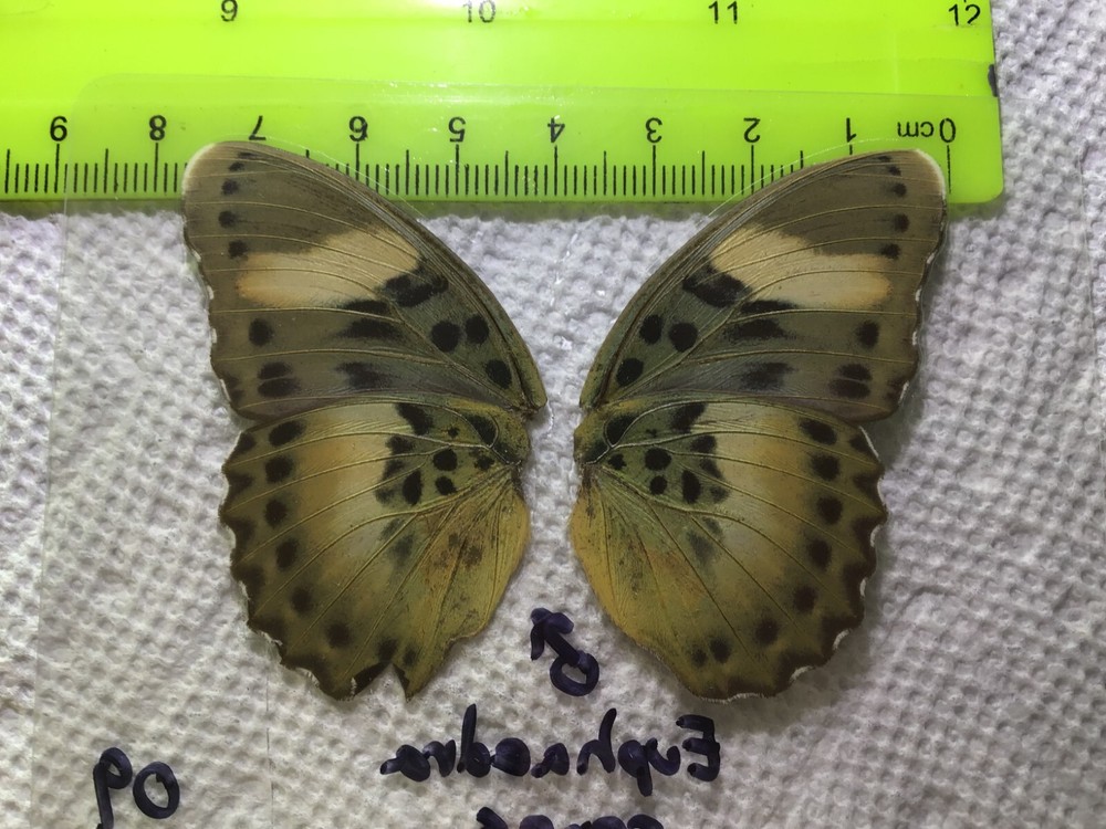 UAE 09 A+/ A Euphaedra ceres CLOSE OUT SALE