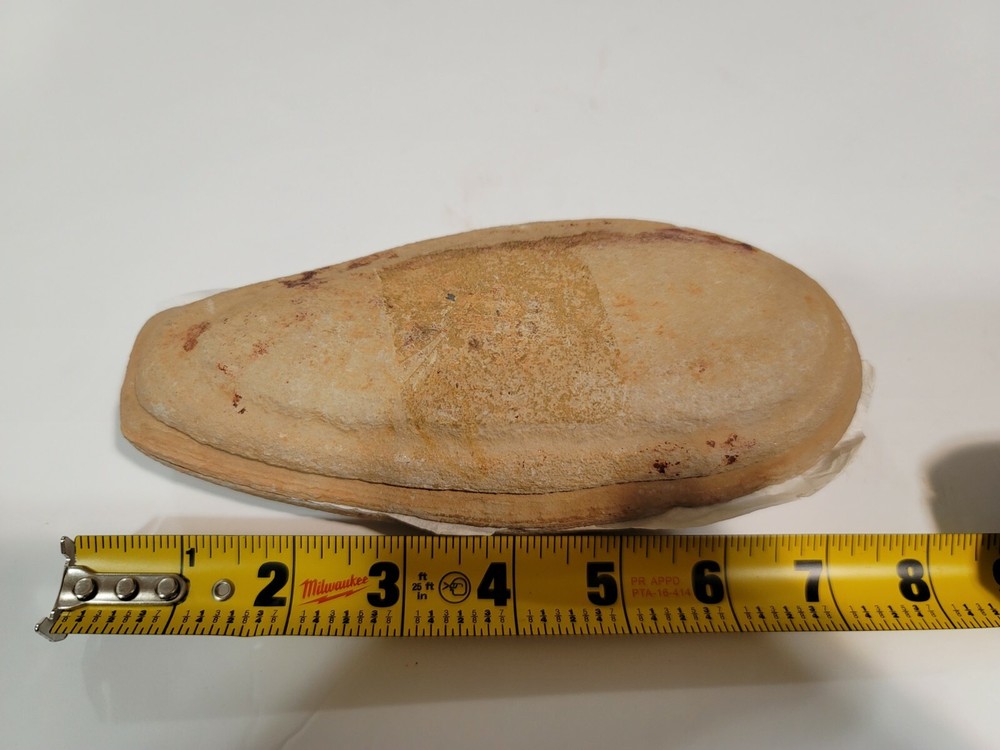 Boreosomus Fossil Fish Concretion Rare