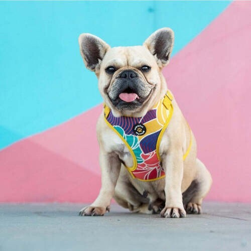 Winston Manner Designer Dog Harness in Go Troppo