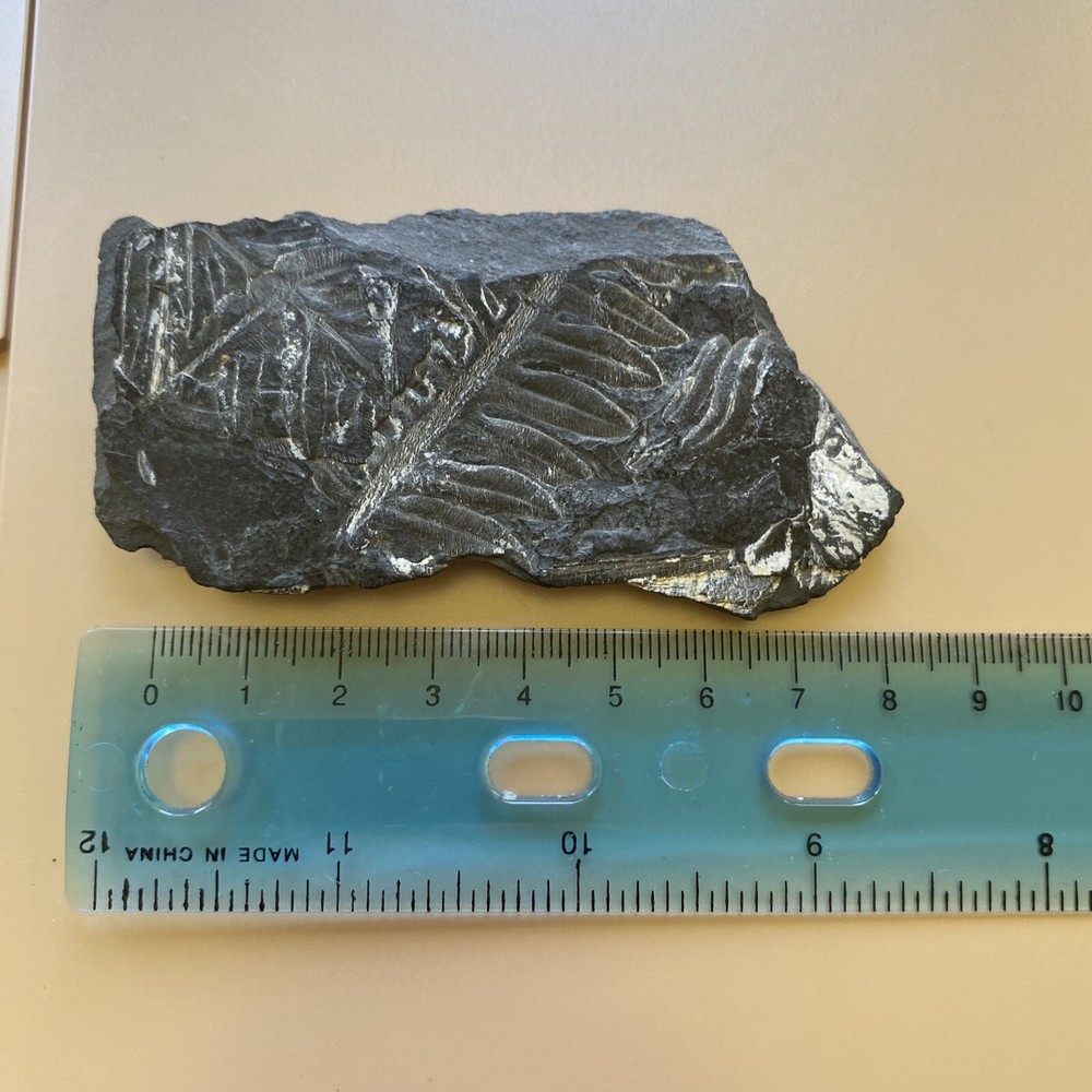 Leaf Fossil Unknown - Pre Owned