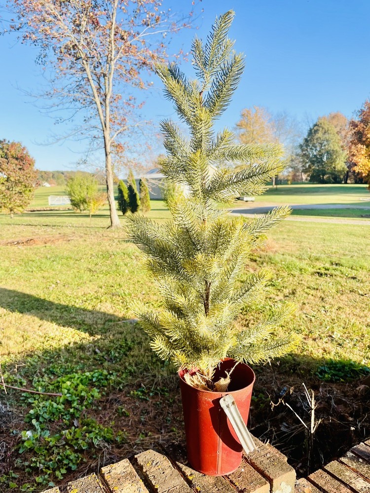 Snow Bristle Tree, Large 36 Inches