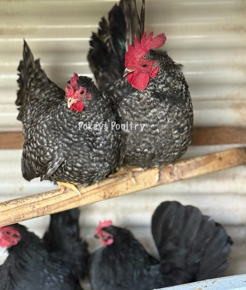 Barred And Black Japanese Bantam Hatching Eggs
