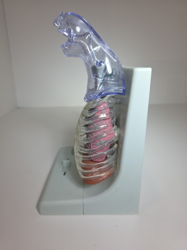 Vintage Pfizer Lung Display Model - Interactive Pump-expanding Lungs Works