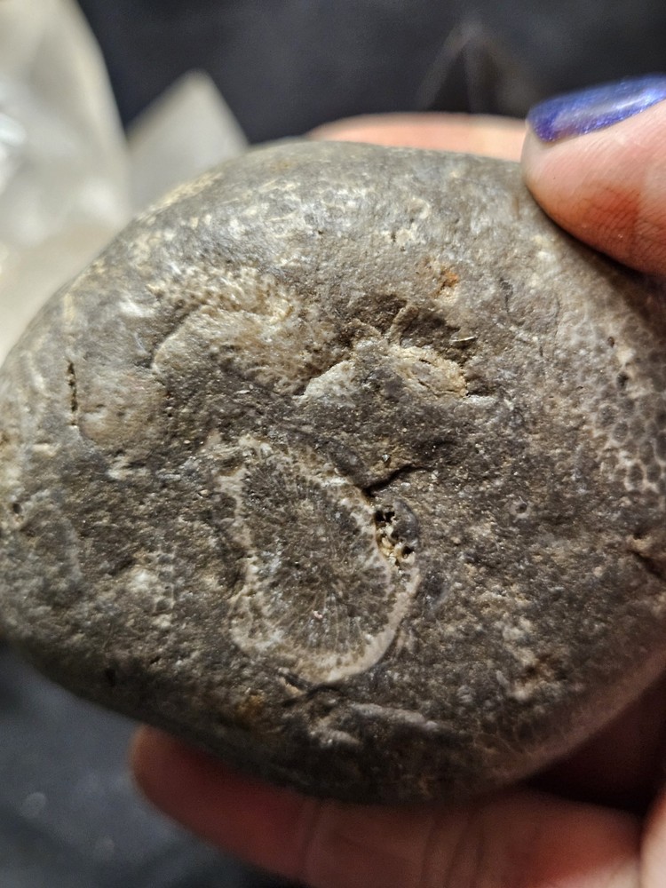 Fossilized Shell Concretion Specimen (14.8oz)