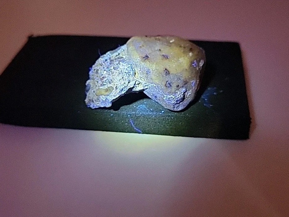 Fossilized Dinosaur HAND CLAW/Knuckle Bone Permineralized Fossil