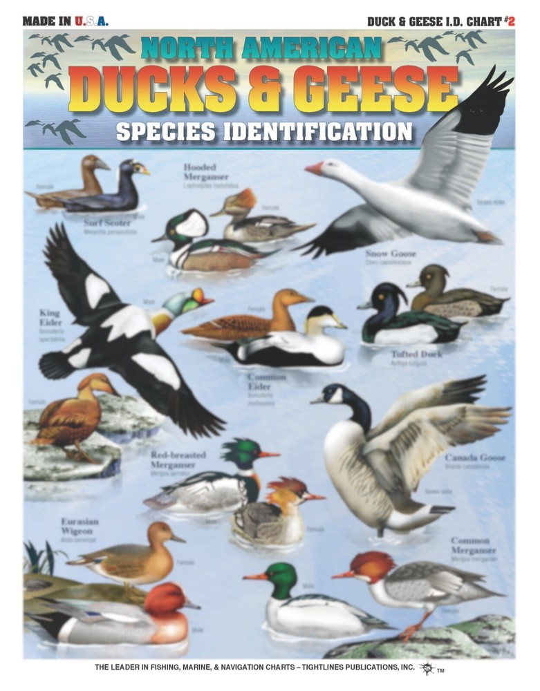 North American Duck & Geese Identification Set - Waterproof Quick Reference
