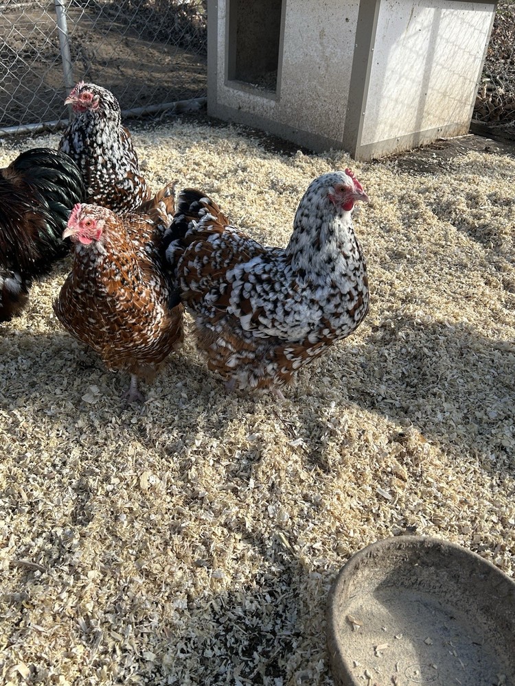 Jubilee Orpington Hatching Eggs 12+