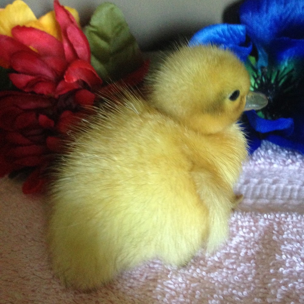 🐣CALL DUCK EGGS 🌷Ready 2 Ship! Three (3) + Assorted