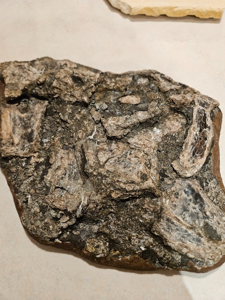 Xiphactinus fossil skull